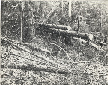 Cut trees in a forest. 