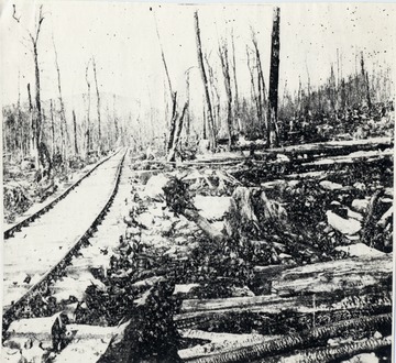 Heavily logged area near train tracks.