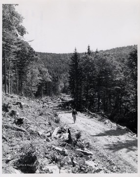 Man walking on a dirt road bordered by tree stumps.