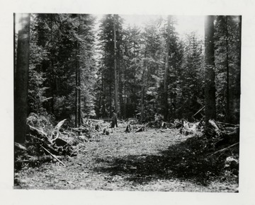 Cut trees clear a path in the woods.