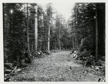 Clearing in the Spruce Woods.  Original 8 x 10 in.