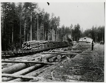 Cars full of logs at the loader landing.