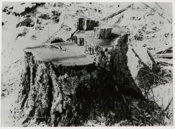 Close up of Spruce stump on Cup Run.