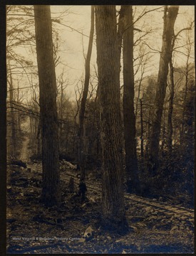 Train track in the middle of forest in Nicholas County.  Man and dog standing beside the track.