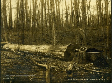 A Logger for Pardee and Curtin relaxes on stump of a felled white oak tree to compared the width of the tree to the height of the man.