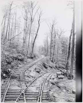 Tracks converge in the forest.