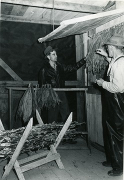 'Simple equipment makes the stripping and grading job easier, and enables the farmer to market a neater, higher quality leaf. In the foreground is a tobacco stalk rack for the stripped stalk. When the rack is full, the stalks can be easily tied into a bundle and stored in the dry until they are spread on the ground. Over the stalk rack is another rack for holding tobacco sticks on which hands of the same grade are placed until the stick is full. When the stick is filled it is transferred to the tobacco press (top right) and the press lid lowered to iron out the rough wrinkled stick of hands into a neat stick which will bulk neatly without a bulge just below the tie on the hand.'