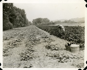 Picture of Charlie Cole, in his glory, gathering war food from a field not very productive before in Cabell County.