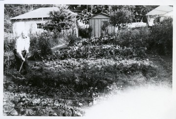 Henry Dunfee in his garden with a hoe. 'This Victory gardener spent some time every day from March untill November 15th in his garden.'