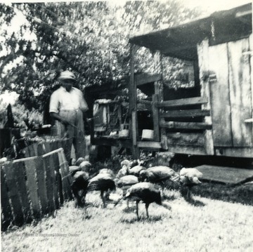 Man and turkeys, part of the Homemaker Turkey Project in Kanawha County. Money made from this project was used to purchase a new kitchen sink. 