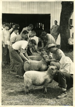 Picture of the Judging of Southdown lambs at the State Livestock Judging Contest held at Lewisburg. Contestants shown are most likely from Harrison County.