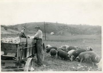 C.W. Scott feeding his hogs in Petersburg, W. Va. A small boy is helping him throw corn cobs to the pigs from the back of a wagon.