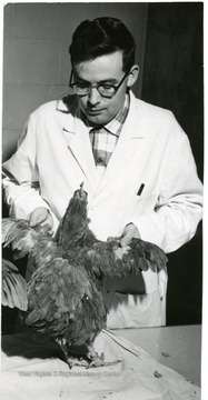 W.J. Mellen holding a rooster by its wings. 