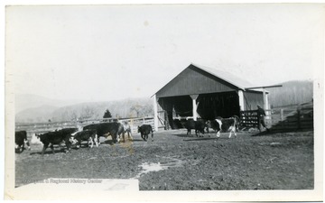 Cattle being herded into a barn on the C.W. Scott farm in Petersburg, W. Va. 