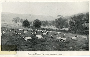 Large group of Ayrshire milkers of the Reymann Memorial Farms.