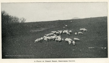 Flock of dorset sheep grazing on a hillside in Greenbrier County.