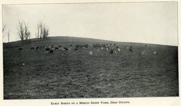 Merino Sheep grazing on a hillside