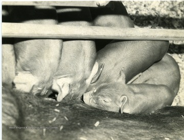 Five little pigs feeding off of their mother.