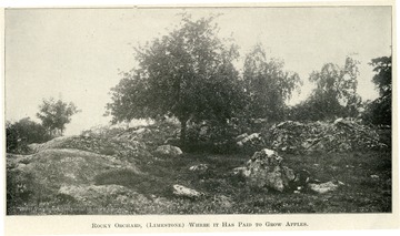 Apple trees in a rocky orchard. 