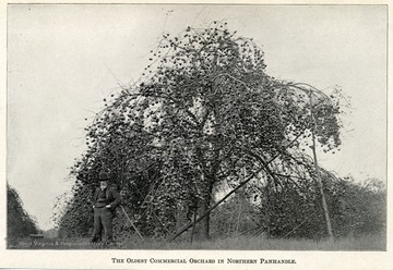 Man standing next to apple tree in the oldest commercial orchard in the Northern Panhandle.