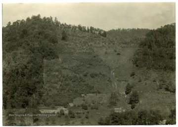 Yellow poplar growing on a steep hill.  It seeded on this cool slope from the mature trees above. Such steep slopes should never be cleared. U.S. Dept. of Agriculture, Bureau of Agricultural Economics, Photographic Section, No. 18489.