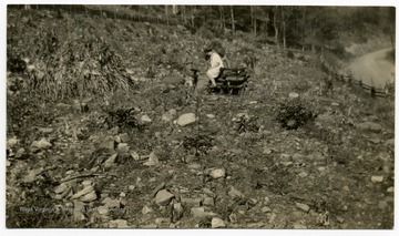 Three people on stony silt loam land. The crop yield on land such as this is very low. 