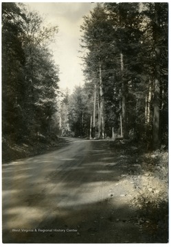 Picture of virgin timber alongside a road in W. Va. 