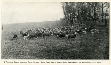 A flock of Saxon Merinos in Ohio County. This herd had a world wide reputation for producing fine wool. 