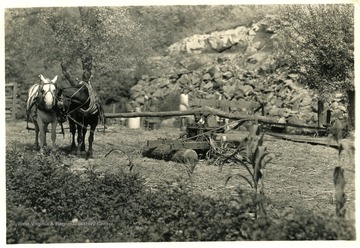 Picture of a man pressing sorghum near Falls Mill in Braxton. Also could be a cane mill. 