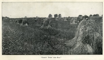 Horse and buggy traveling through a field with bundled rye plants.