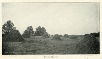 Many haystacks in an open field.