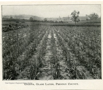 Rows upon rows of onions in a field, with hills and trees in the background.