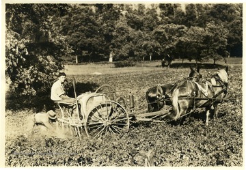 Two men operating a horse drawn sprayer at Arthurdale. Caption on back reads, 'Potatoes were raised cooperatively.'