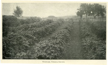 A vineyard surrounded by a fence.