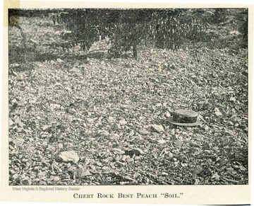 Very rocky field that has a hat thrown to the side and a tree in the center.