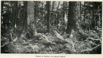 A dense forest full of trees and underbrush.  The forest bed is covered with ferns and other types of flora.