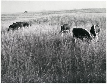 After open-cut mining has been completed in a given area, the land affected is graded and planted in forage crops. Seeding done to date has consisted of a mixture of legumes and grasses with alfalfa predominateing, but also included were sweet clover, birdsfoot trefoil, brome grass and orchard grass. Other mixtures which have been used include alfalfa and brome grass, and birdsfoot trefoil with blue grass. A few years after seeding, these fields will supposrt a good stand of forage crops. White faced Hereford cattle are then turned out for grazing. Experience has shown that the cattle often gain wieght faster in these fields than in adjoining fields unaffected by open cut mining. It is also interesting to note that when the cattle are given their choice of a grazing spot, they invariably choose the restored fields.  The open-cut mining operations contribute greatly to the enrichment of this soil. This is because in the process of open-cut mining a vein of water-soluble limestone is broken up and mixed in with the soil. This photograph shows white faced Herefords grazing in a field which has been affected by open-cut mining and later graded and planted. Hanna Coal Company, Division of Pittsburgh Consolidation Coal Company.