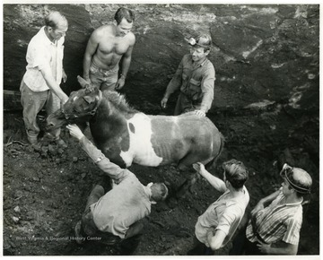 Miners help a pony out of the mine.