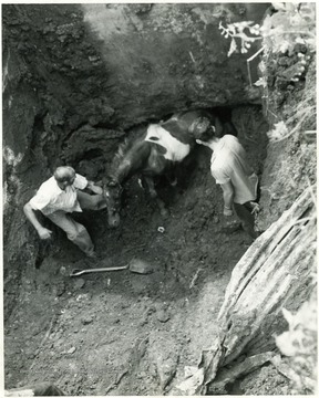 Men dig out a pony trapped in a mine shaft.