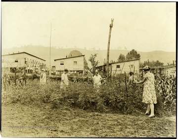 During Unionization of Coal Company workers, miners' families were evicted from Company owned houses.  The Union supplied building material and land and the miners plus others constructed temporary barracks until the labor trouble was settled. Beside the barracks, there was room for small garden plots and here they are shown working in them. See New York Times Sunday Sept. 5th Picture Section.