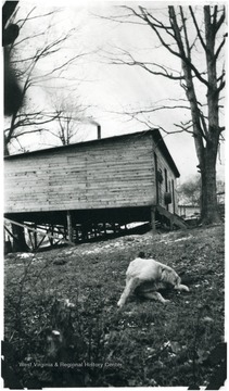 Dog near barracks in Lowesville, W. Va.