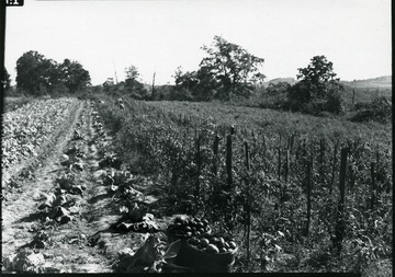 A view of vegetable garden and its fruits.