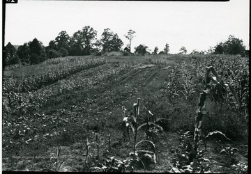 View of vegetable garden. 