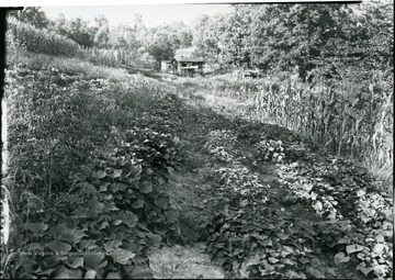 A view of vegetable garden.