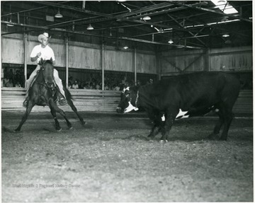 'Action such as the above will be seen at the Valley Booster's Club Horse Show being held September 14- 15 at Sterling Farms in Reedsville.  The Cutting Horse Class with a purse of $400.00 will be one of the featured events at this show being held in the new indoor arena which can seat over 1500 spectators.'