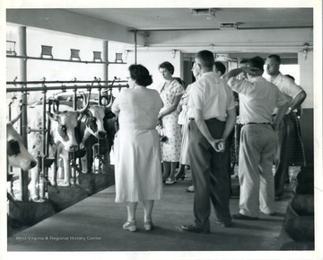 Group examining cows in stalls.