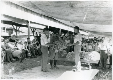 4-H members handle sheered wool.