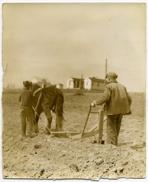 A bull tongue plow is being used to plow the field.