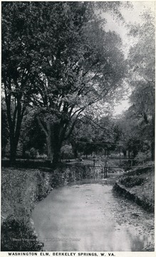 The aged tree rooted next to the bank of a creek.