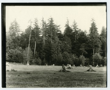 One phase in the process of clearing land for farm purposes. The dead tree stumps are still prevalent.